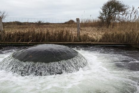 De Kwal (The Jellyfish)
