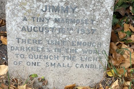 Grave of Jimmy, a Tiny Marmoset