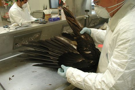 National Eagle Repository
