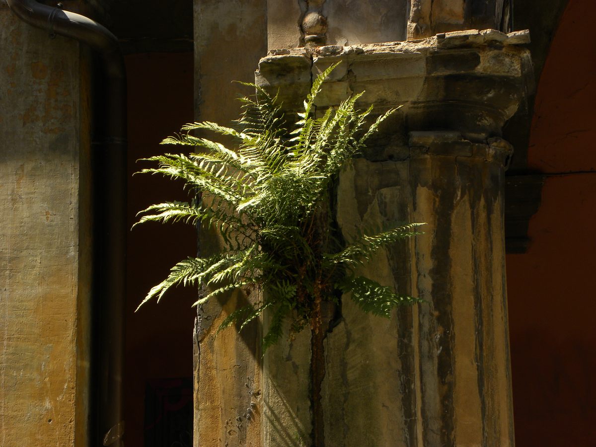 A common male fern (<em>Dryopteris filix-mas</em>) grows from a crack in a column.