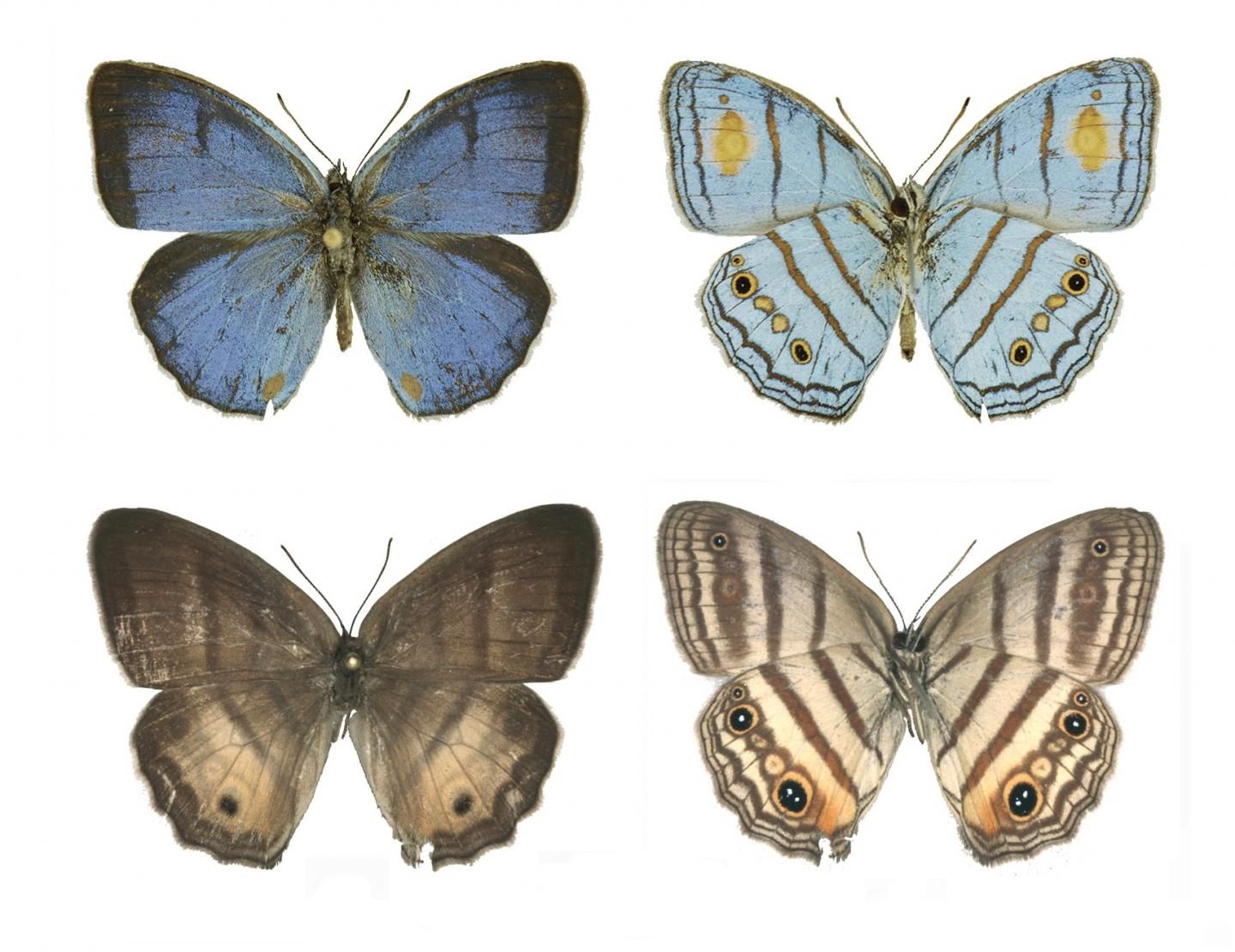Male (top) and female (bottom) sunburst cerulean-satyr butterflies are finally considered one species.