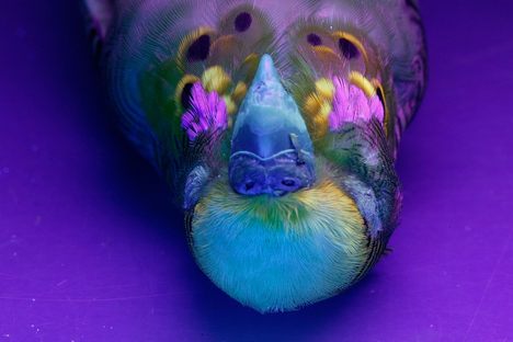 A budgie fluoresces under ultraviolet light. 