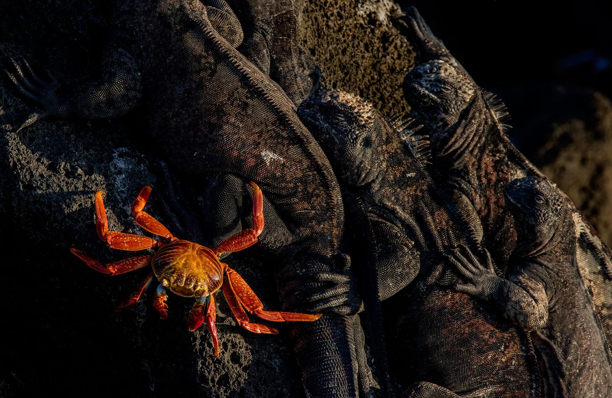 A Sally lightfoot crab alongside marine iguanas on Floreana Island.
