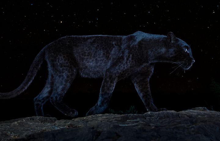 Wild black leopard photographed in Africa for first time in 100 years