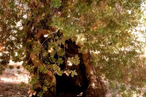 Oak of the Golden Dream