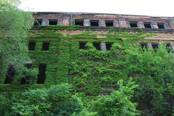 Ivy grows on an old brick factory building with lots of windows