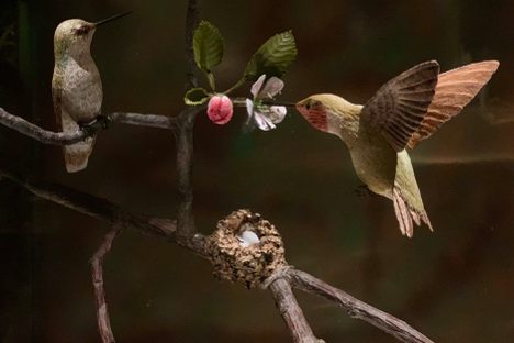One of dozens of wood dioramas showcasing Vermont's birds.