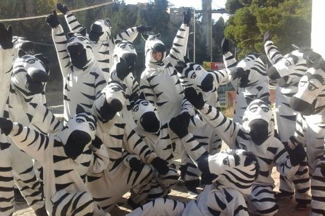 A whole herd of Cebritas. 