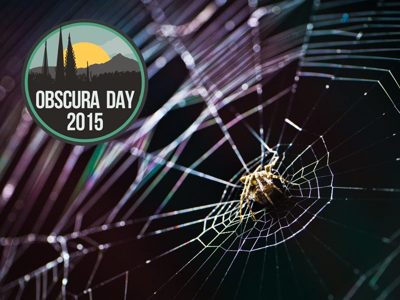 The secondary frame in spider orb webs: the detail that makes the