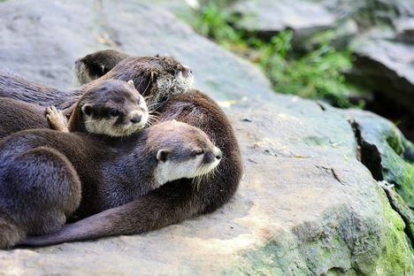 Otters are social animals that live in communities, called "rafts."