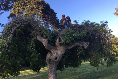 Janis Joplin Tree