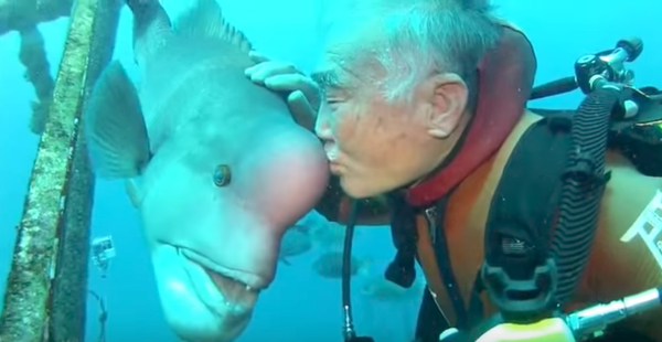 A Japanese Diver's 25-Year Friendship With a Local Fish - Atlas Obscura