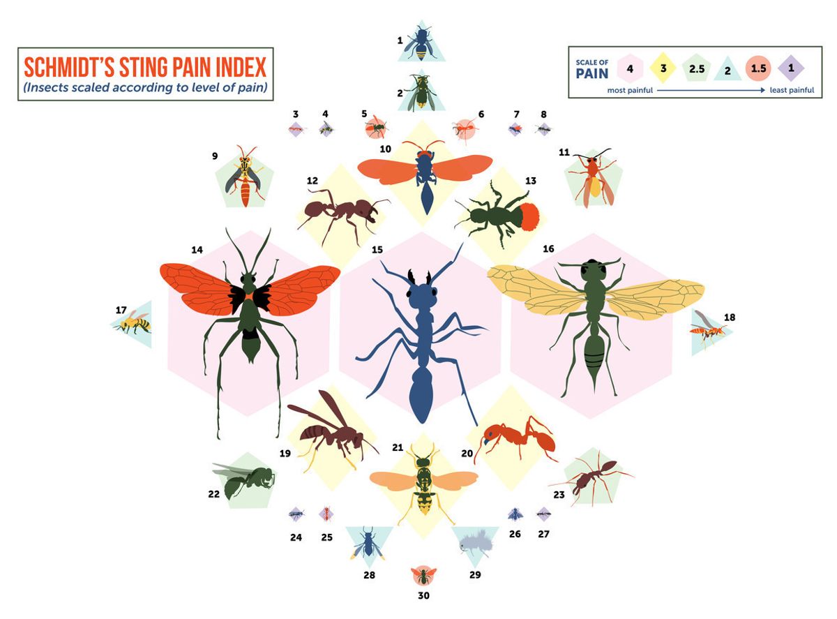 A graphic depicting a selection of insects included in entomologist Justin Schmidt’s Sting Pain Index above, scaling the insects by how agonizing their stings are.