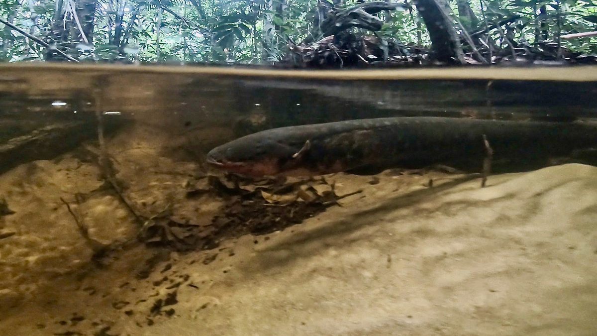 An electric eel is well camouflaged just beneath the surface—but if you step on one, you'll know. The fish deliver shocks of up to 860 volts depending on species and size.