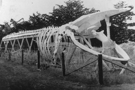 Skeleton of a Whale in Alaska, 1900