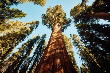 Meet General Sherman – the Largest Tree in the World (By Volume) 