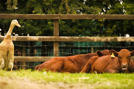 Hackney City Farm