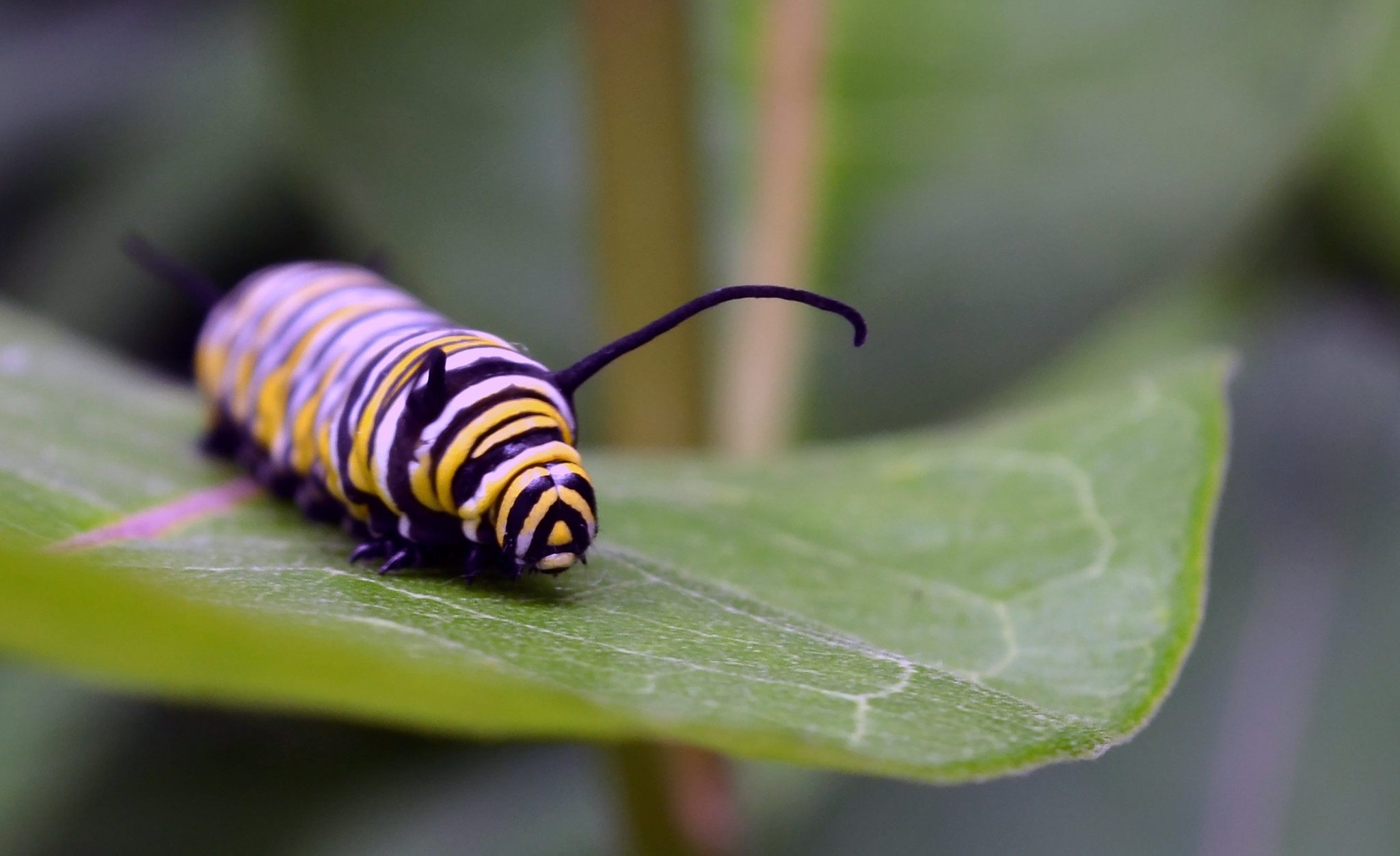 Monarch caterpillars thrive on milkweed.