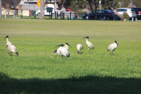 White ibis at Coburg Lake Reserve