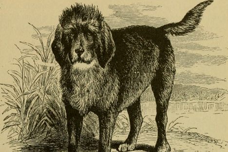 The breed of the turnspit dog is believed to have been either Welsh Corgis or a type of terrier.