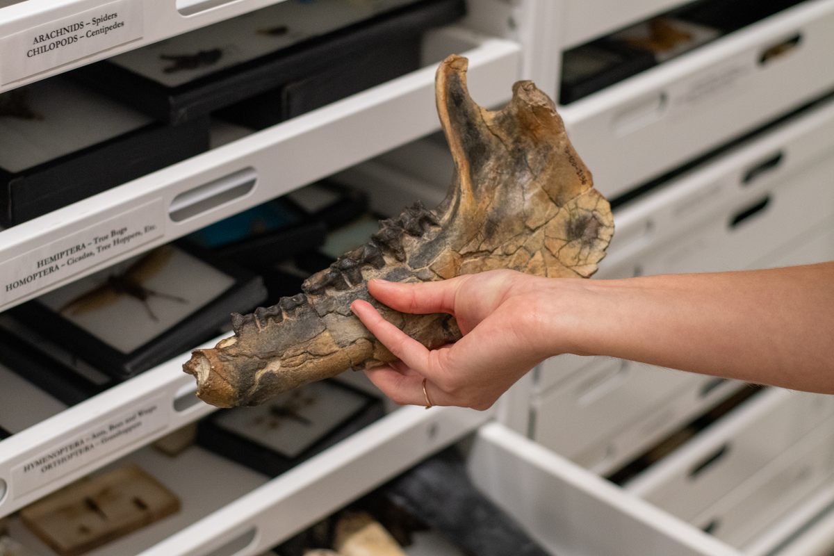 Hold the jawbone of an extinct camel that once roamed California.