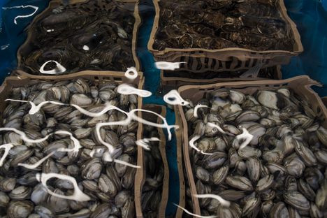 Oysters and other crustaceans in Blue Point. 
