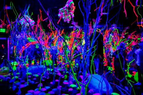 The Glowquarium