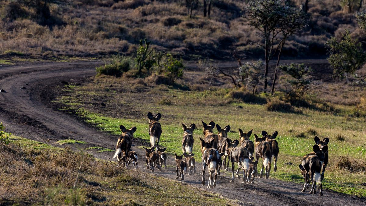 African wild dogs are social animals that live in packs; they also adapt more readily than other carnivores to roads and other modifications to the landscape by humans.