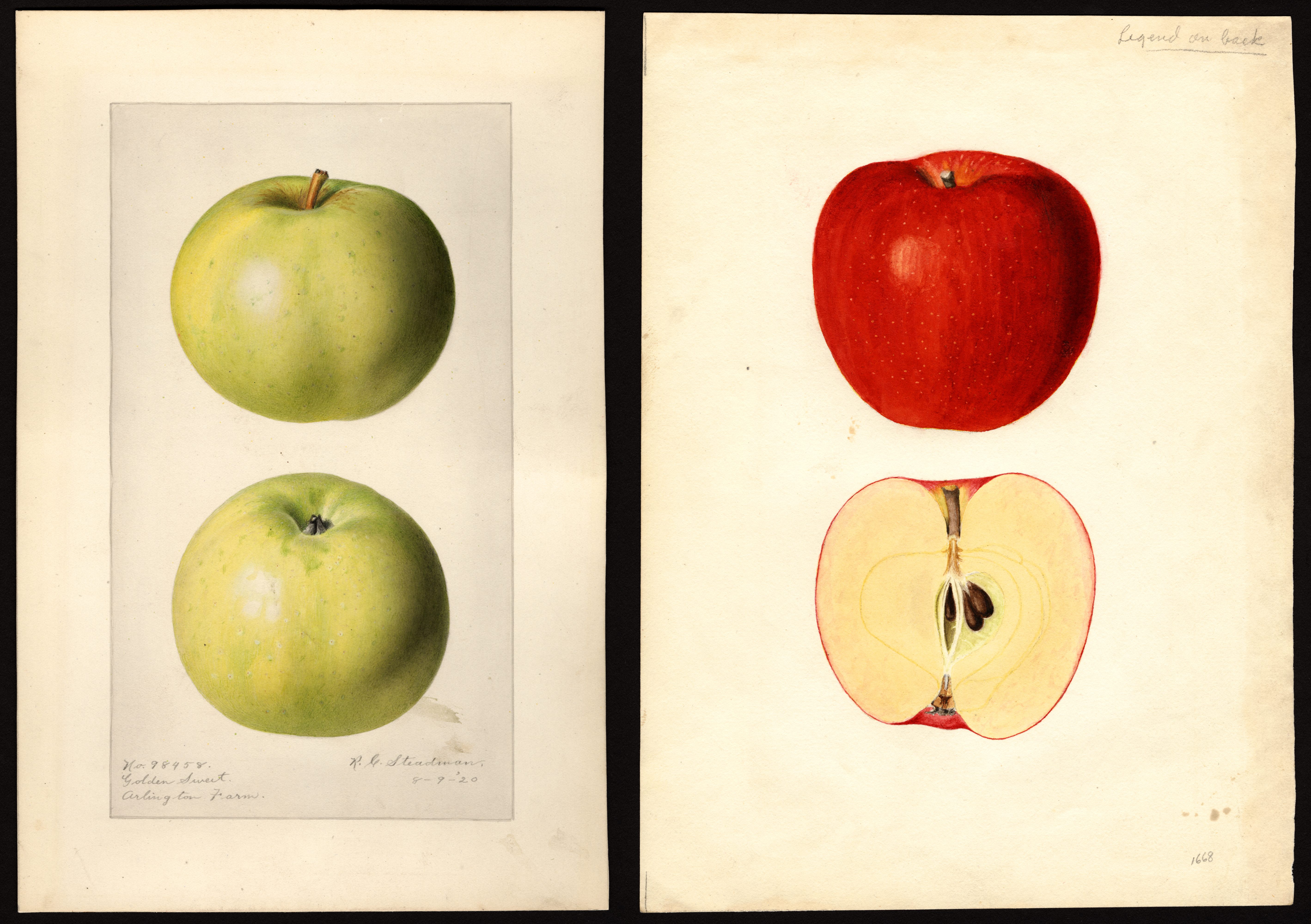 heirloom apple varieties