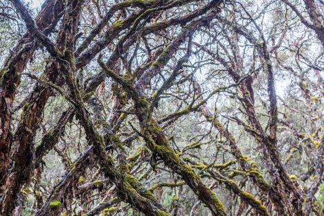Polylepis tree limbs intertwine overhead in the forest around Polylepis Lodge in Ecuador.