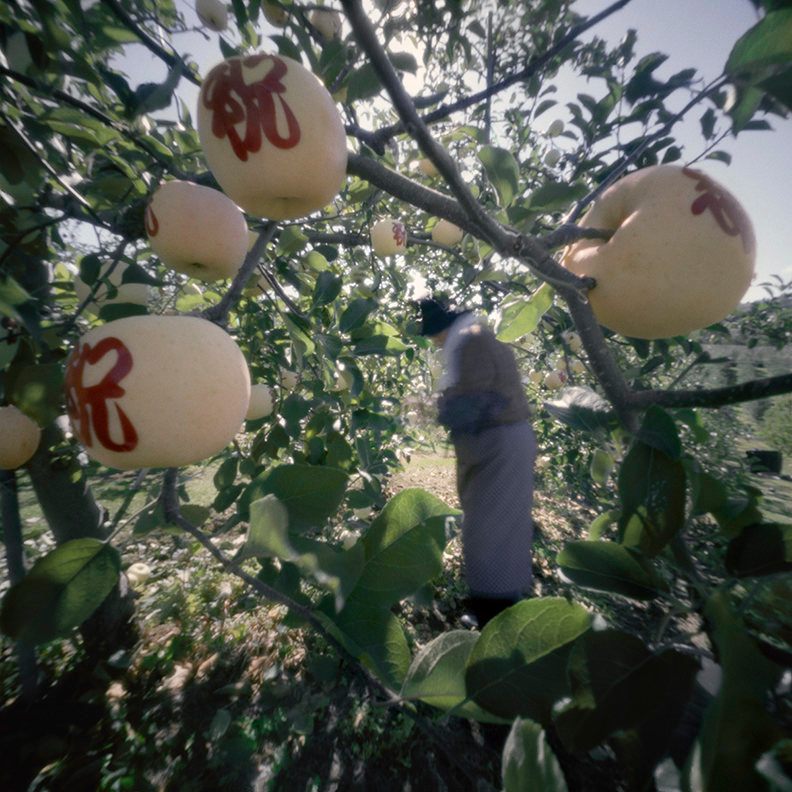 Sticky stencils are applied to mojie apples in an orchard in Aomori prefecture.
