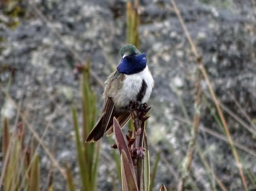 Meet the blue-throated hillstar.