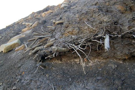 Ellesmere Island Mummified Forest