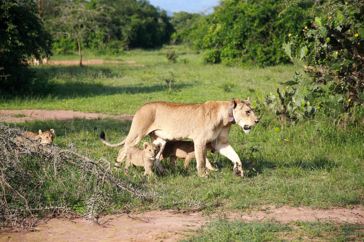 A female lion, with a tracking collar, and her cubs at Akagera National Park in 2019.