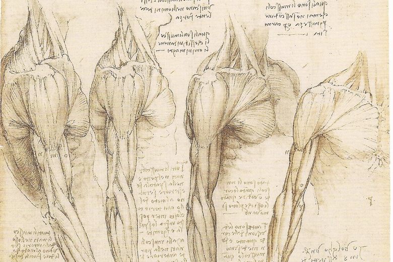 Leonardo Da Vinci Body Drawings Leonardo Da Vinci Body Drawings