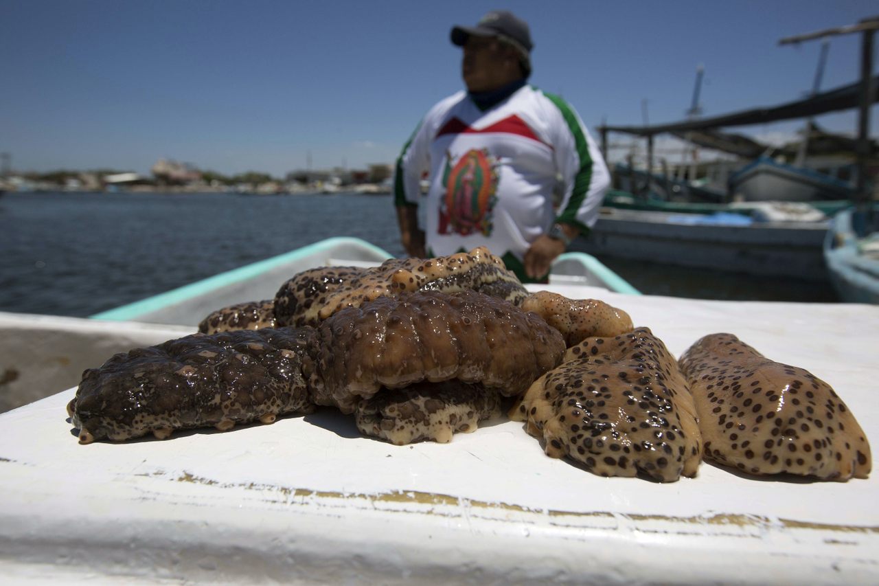 A fisher with a sea cucumber haul in Mérida, Mexico, in April 2018. 
