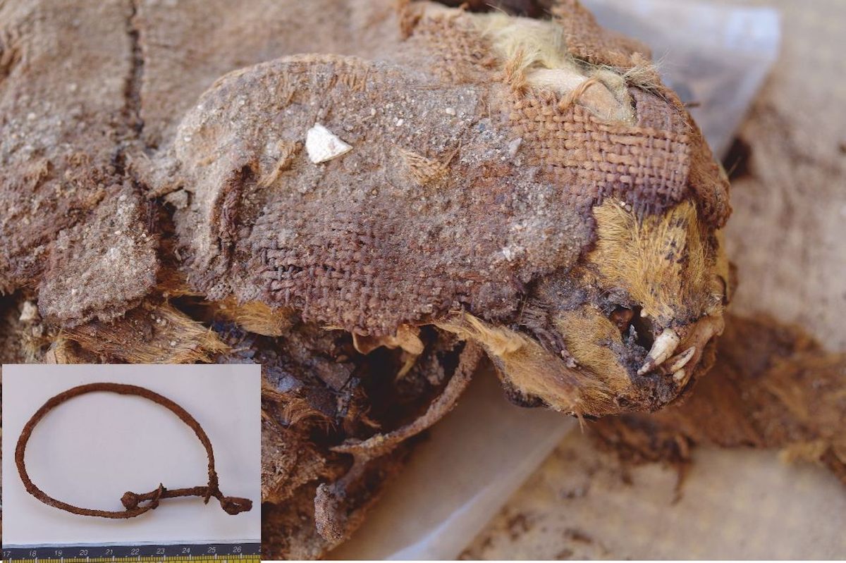 The remains of a cat at Berenice were found naturally desiccated, wearing a collar (inset), and wrapped in linen.