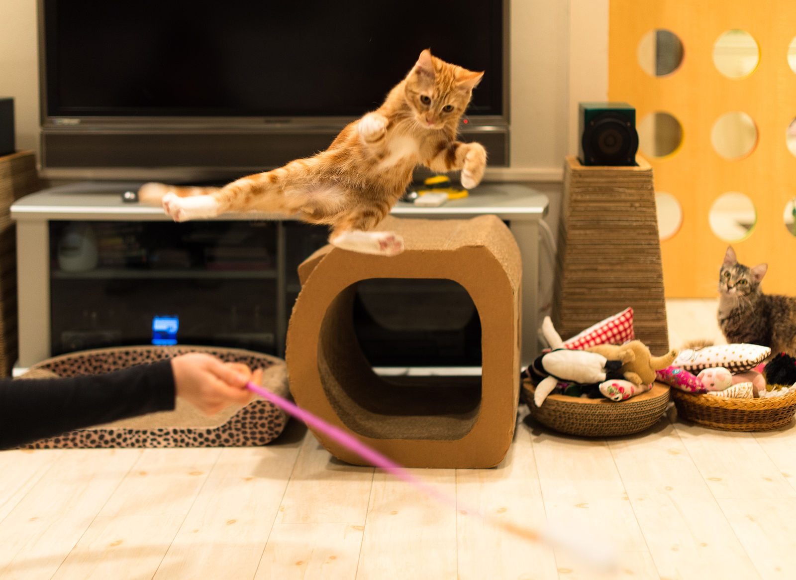 A Japanese cat celebrates both days at once.