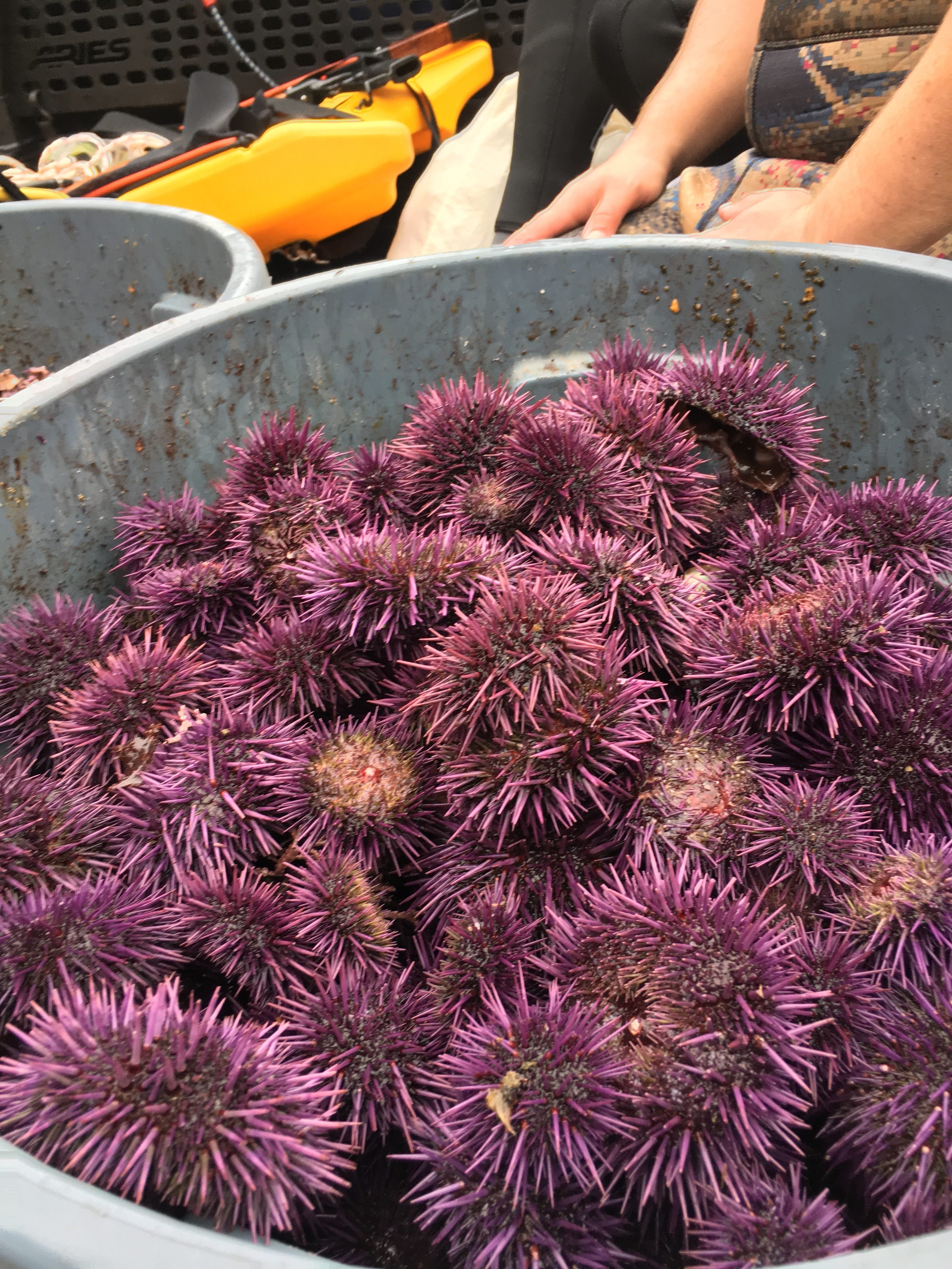 A bucket full of purples collected at a Watermen's Alliance urchin removal.