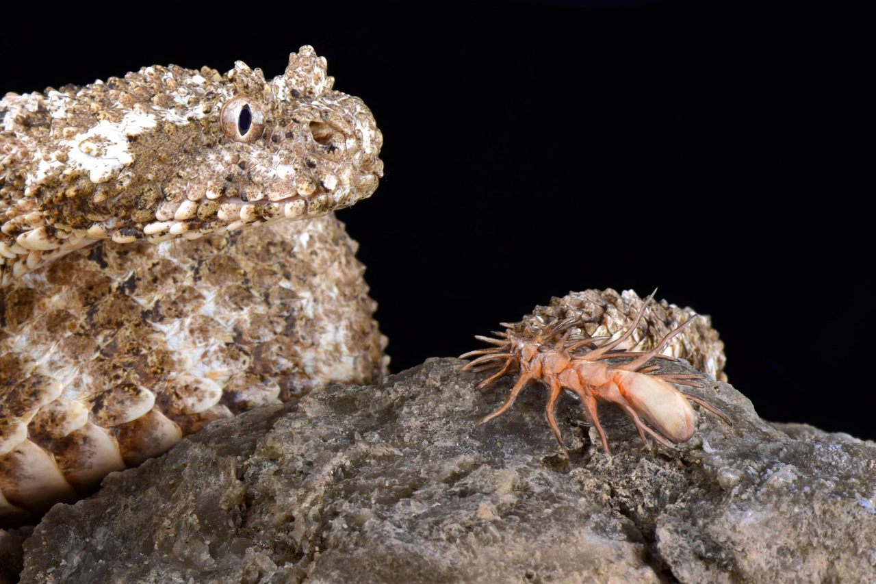 Don't be fooled: That's no spider on the rock.