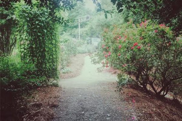 Paths wind through the rose bushes.