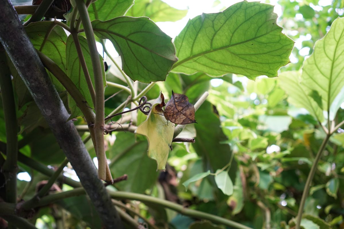 The orange oakleaf butterfly is a contemporary master of disguise.