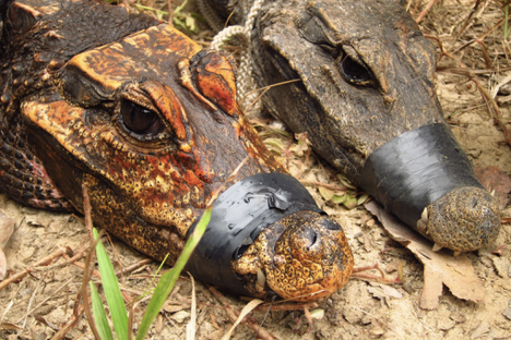 Bat Poop Has Turned These African Cave Crocodiles Orange