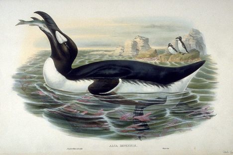 The great auk was most comfortable in the water.