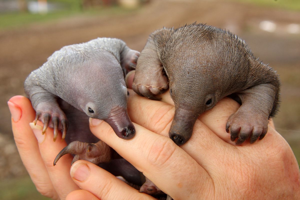Orphaned puggles being cared for at a wildlife rehabilitation center in Queensland.