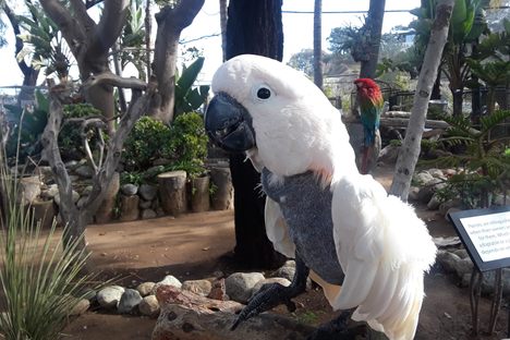 An avian resident.