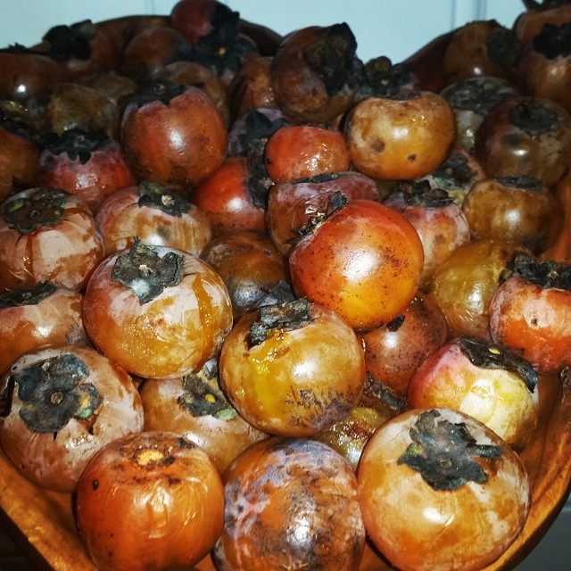 Foraged persimmons might not look perfect, but they will yield a sweet-tart brew.