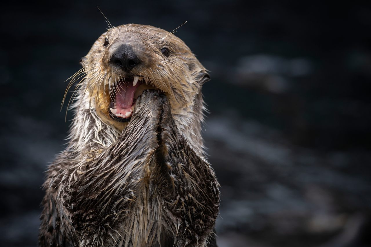 Sea Otter Teeth Are Gross but Really Useful for Scientists - Atlas Obscura
