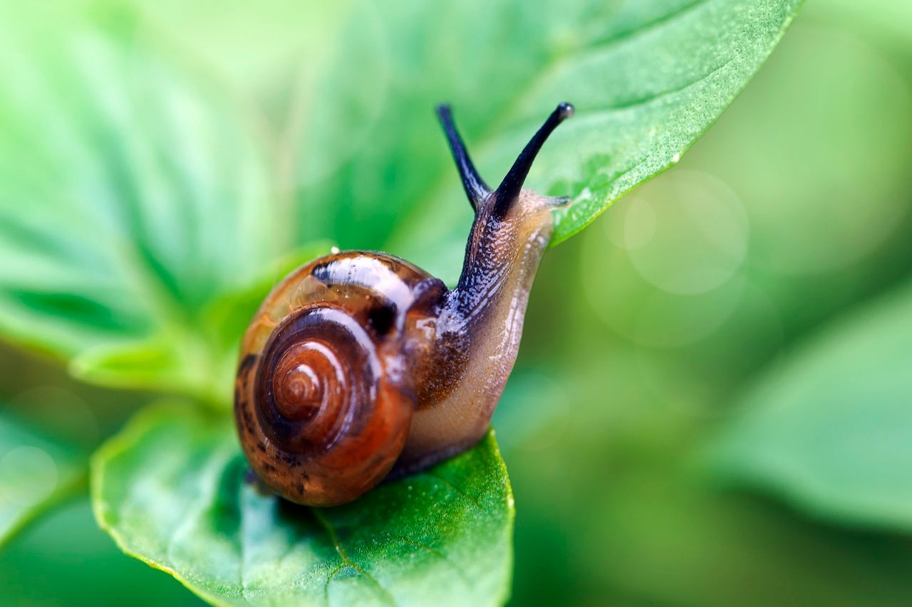 One distinction between a snail and a slug: The snail has a shell. 