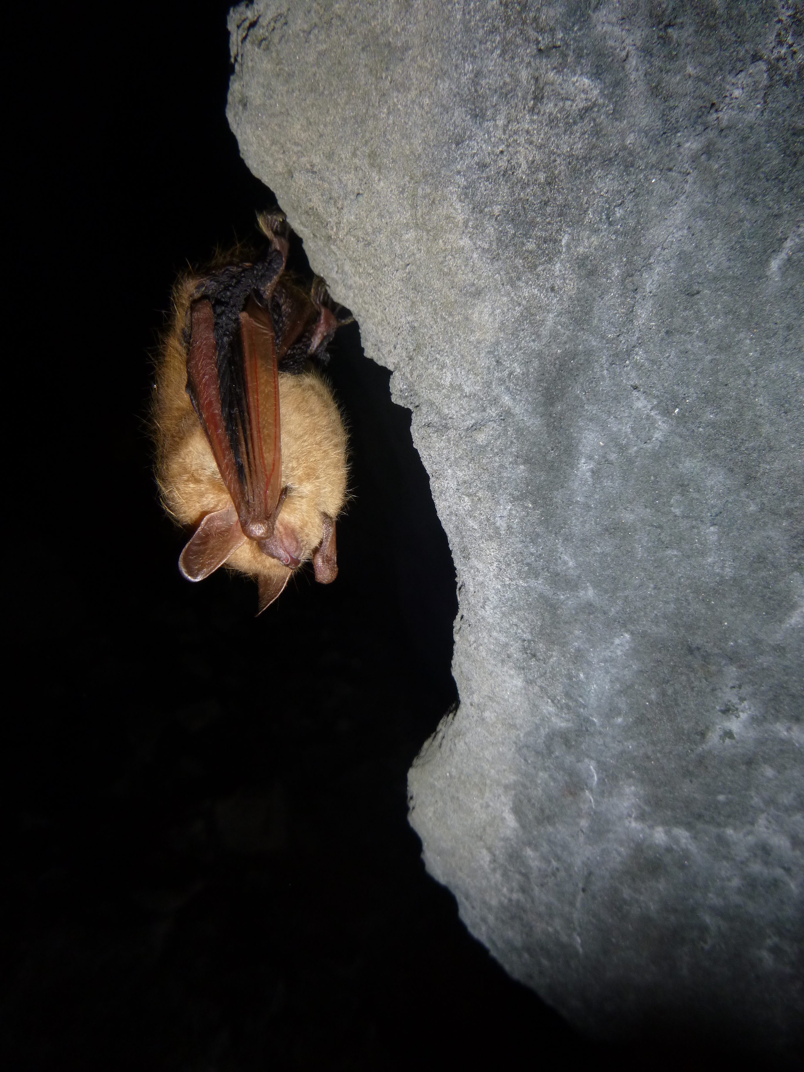 A tricolored bat, dangling by a single toe.